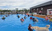 “반려동물과 함께 수영 즐겨요” 시흥시, ‘멍푸멍푸’ 운영