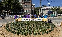 매화동, 가을 국화 230본 식재…주민과 함께 아름다운 마을 조성